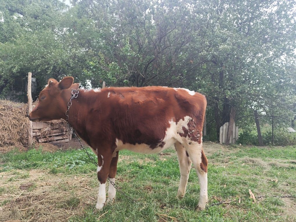 Продам телицю...