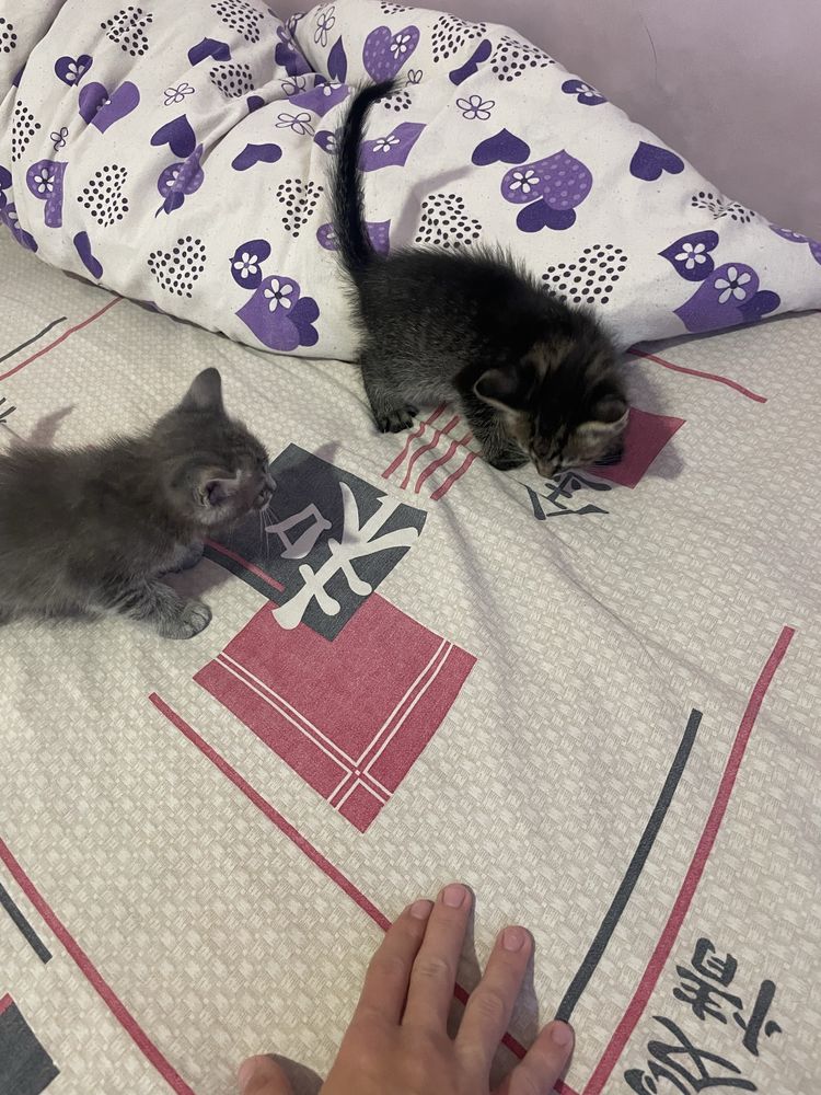 Отдам двух котят бесплатно, девочка и мальчик