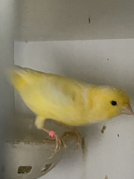 Sprzedam samice kanarka