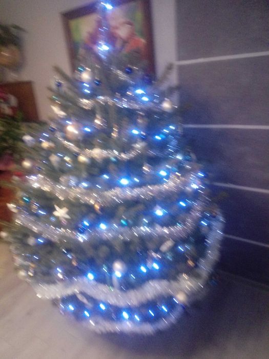 choinki Garbow jodla swierk z wlasnej plantacji