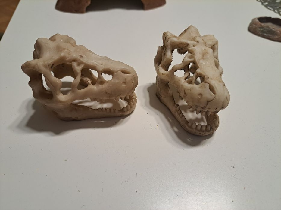 Czaszki aligatora. Ozdoba/kryjówka do terrarium.