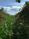ARONIA z Gospodarstwa Ekologicznego