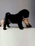Mops wybitny chlopak czarny