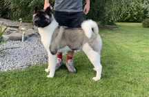 Akita Amerykańska SUCZKA FCI ZKwP