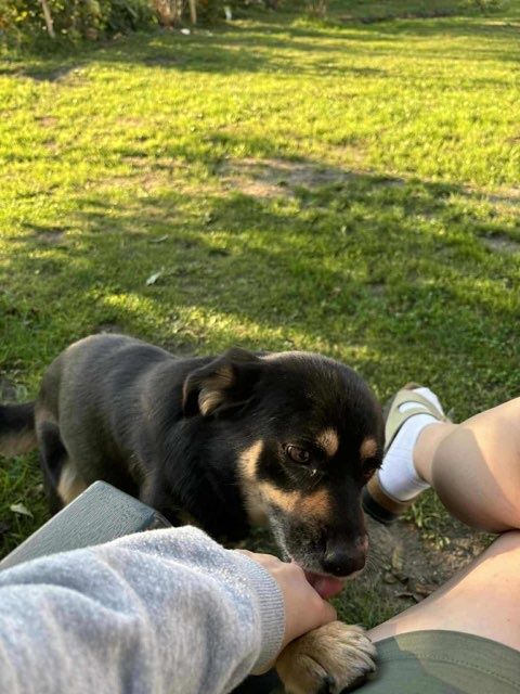Oddam pieski do adopcji