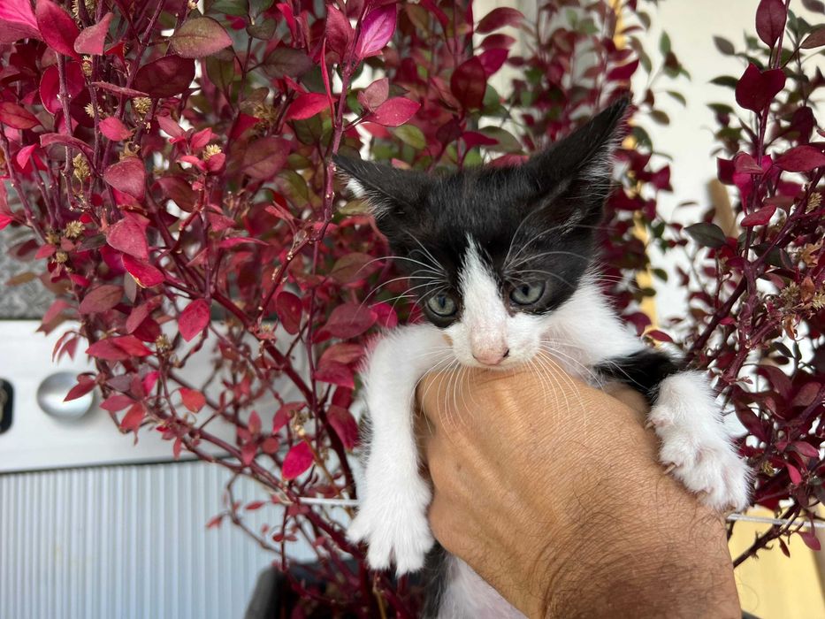 Gatinhos para adopção