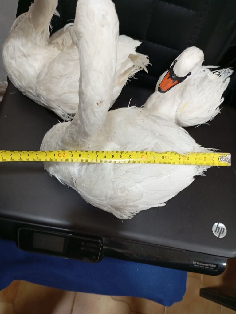 40€ Conjunto de 3 gansos com penas verdadeiras entrego em Rio tinto