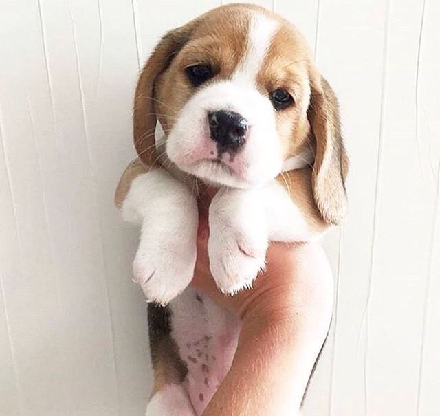 Бигль щенки  доставка