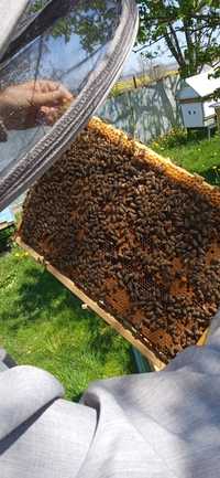 Продам бджолопакети (пчелопакеты) • Доставка 4- 5 мая.
