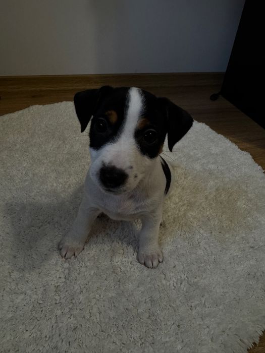 Готуються до продажу цуценята Джек рассела