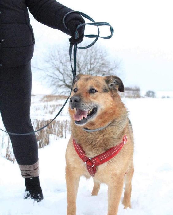 Teddy - do adopcji