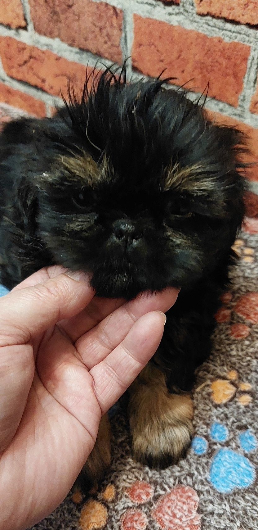Shih-tzu sliczny chlopak