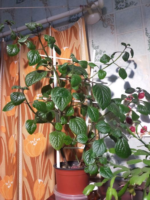 Продам цветы, цены разные, звоните.