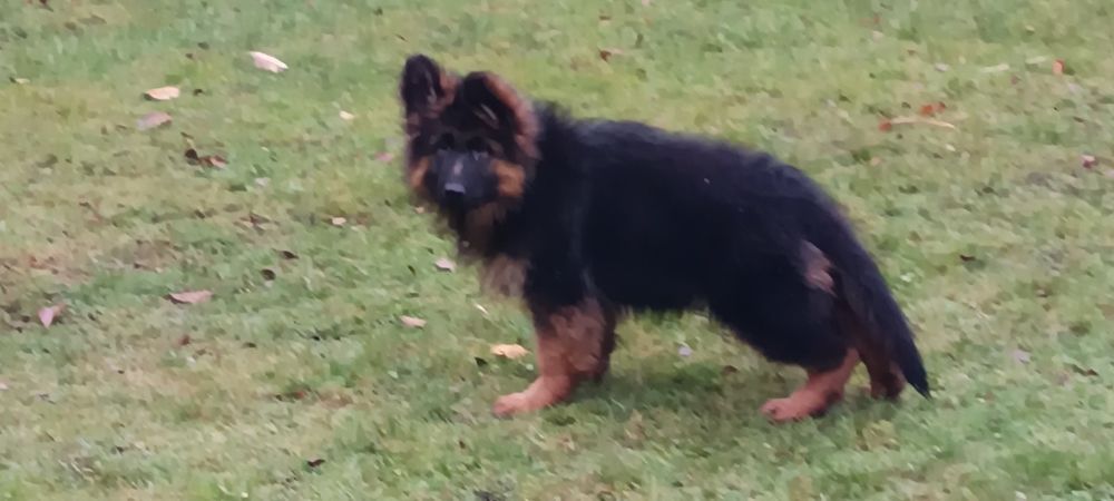 Owczarek Niemiecki Długowłosy szczeniak.