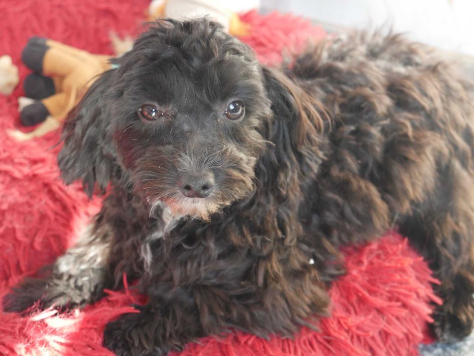 Pudel Miniaturowy -Maltipoo piesek