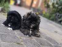 Shihtzu gotowy do odbioru