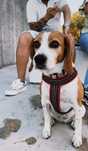 Adocao beagle feminina