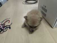 Spitz alemão anão fêmea Lulu da Pomerânia criado em ambiente familiar