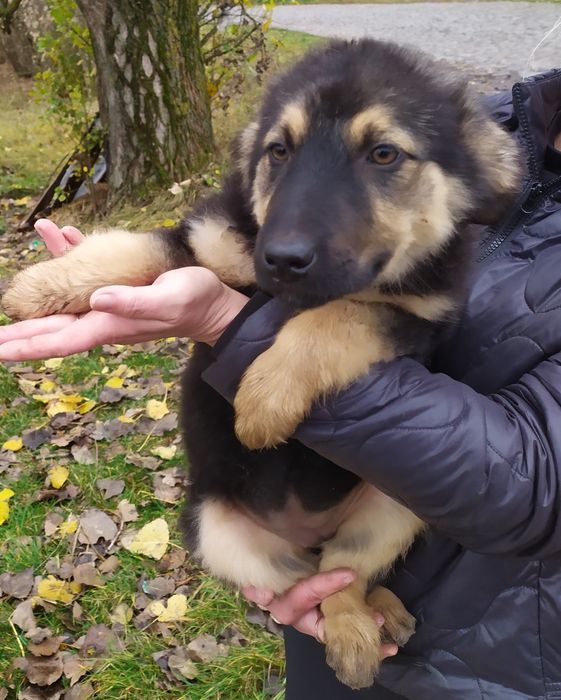Метиси вівчарки шукає дім є хлопчики і дівчата