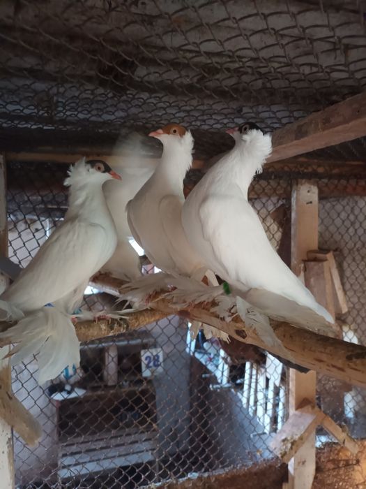 Krymka Polska mlode i stare lub wymienię na parę wiedenskich