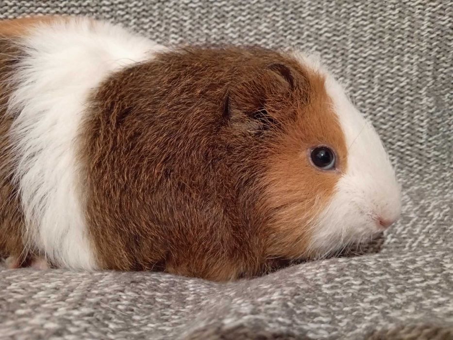 Świnka morska świnki morskie