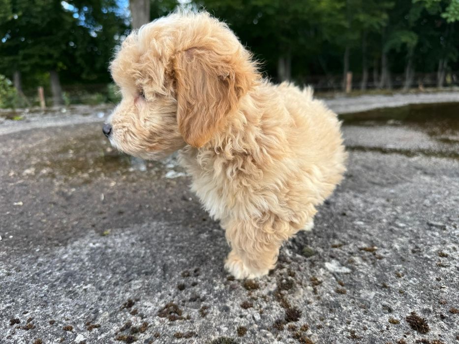 maltipoo szczeniak