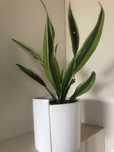 Dracena wonna 34 cm duży kwiat w białej ceramicznej doniczce