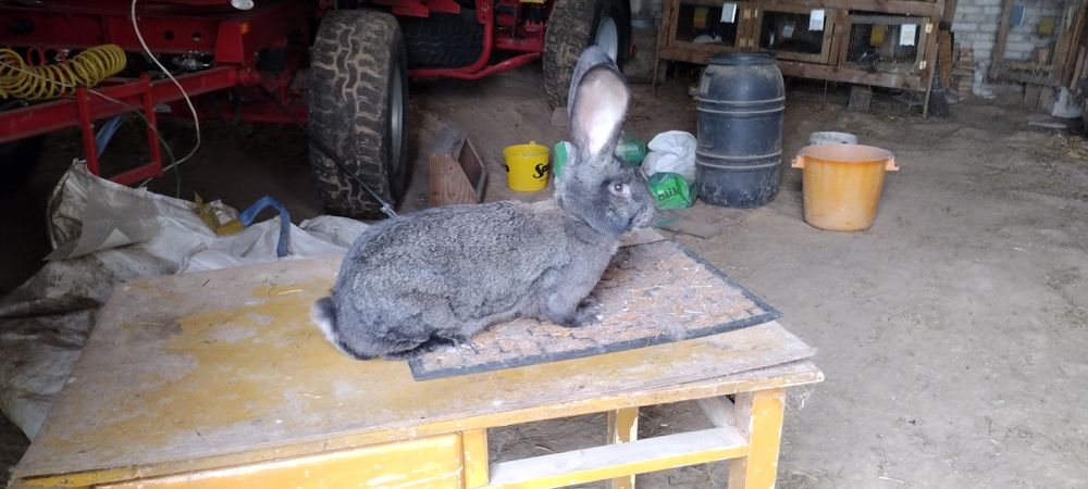 Olbrzym Belgijski Samica Rodowód