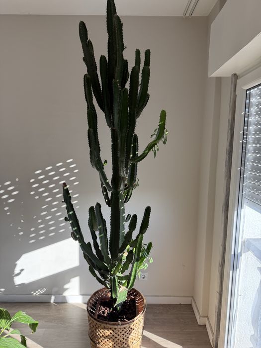 Vendo planta sucolenta