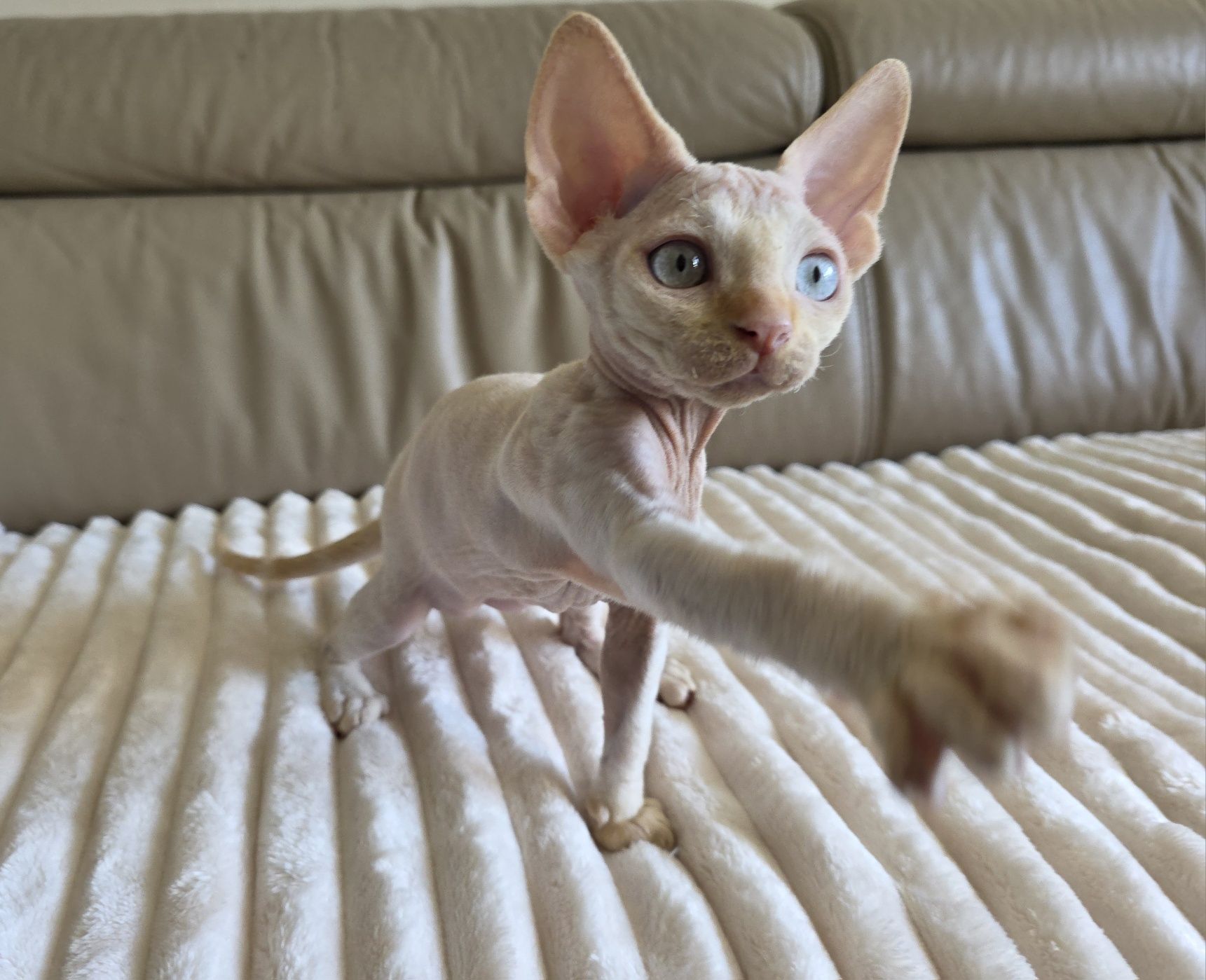 Devon Rex - Kasper - Gotowy do odbioru Kocurek Point z Niebieskimi Ocz