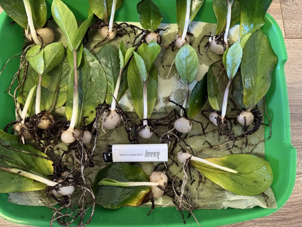 Zamioculcas zamiifolia/Заміокулькас дітки/Вкорінені з бульбами