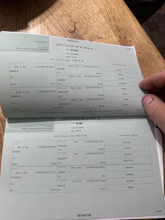 Klacz slaska zrebak slaski 8 miesiecy