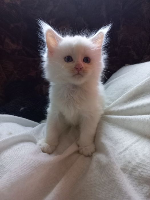 Biały kocurek Maine Coon