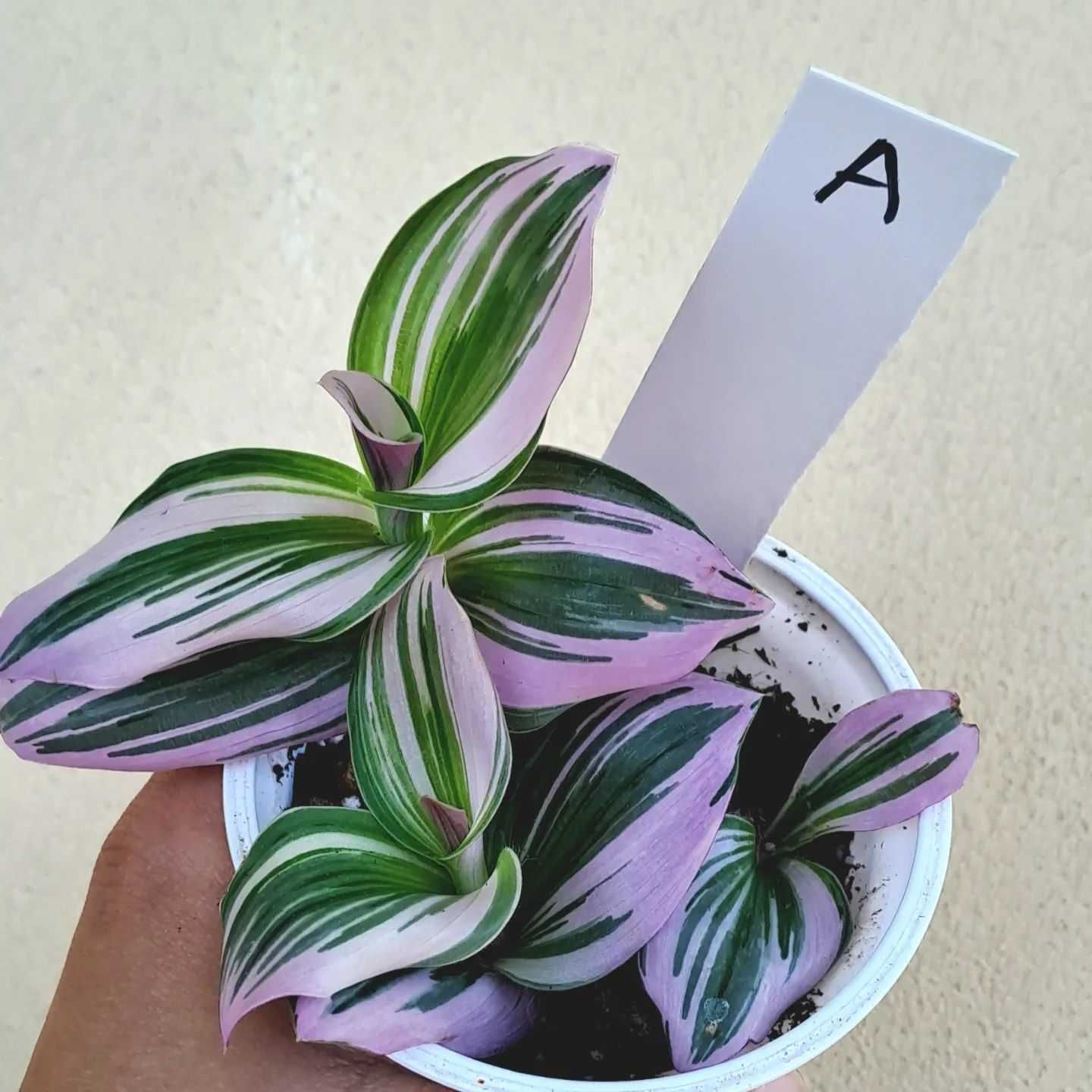 [Planta] Tradescantia albiflora 'Nanouk'