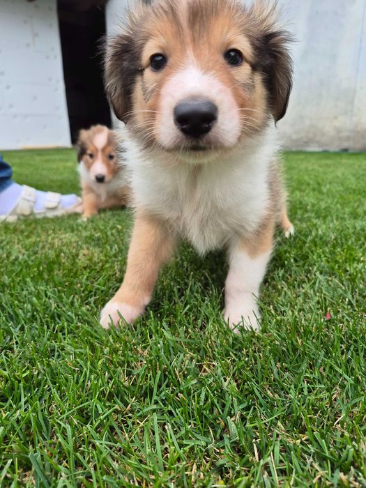 Owczarek szkocki collie