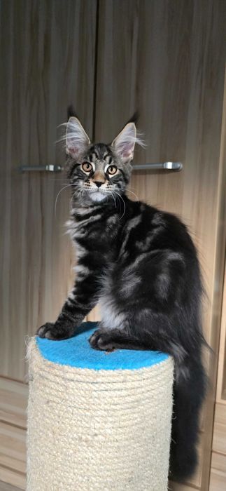 Maine Coon przepiękny klasyk