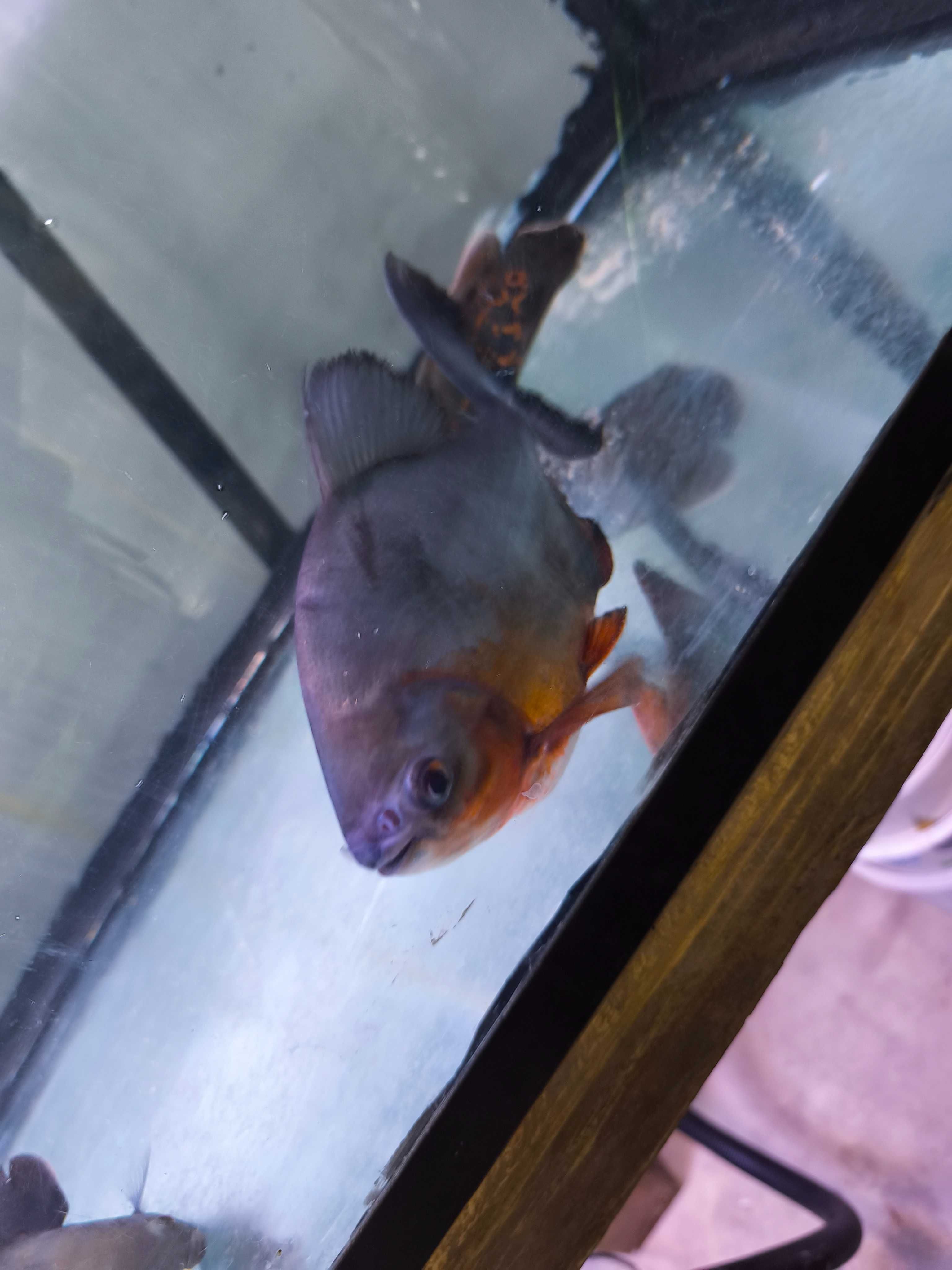 Pacu Red Belly 25cm