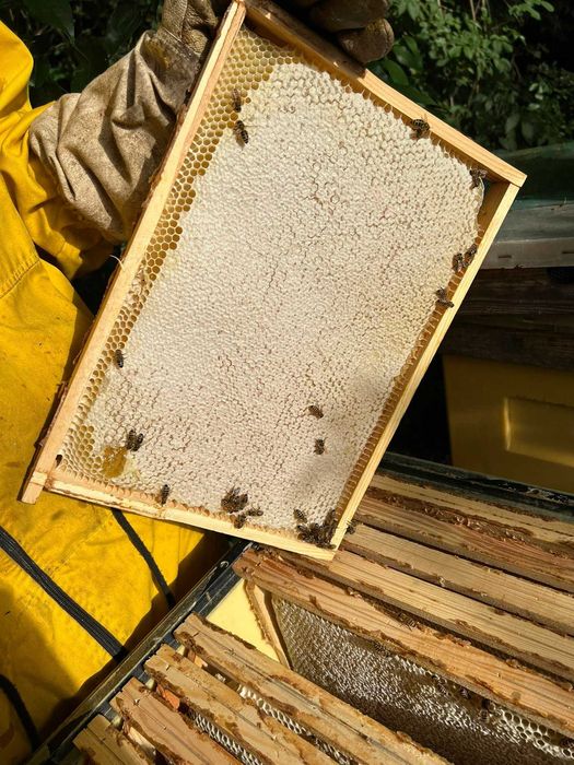 Miód Wielokwiatowy pasieka ule pszczoły matki jasny miód