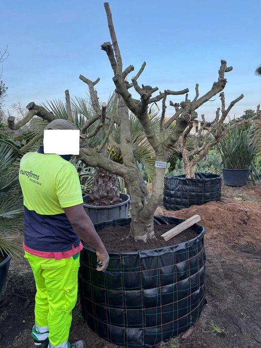 FIGUEIRAS e ROMANZEIRAS de grande porte