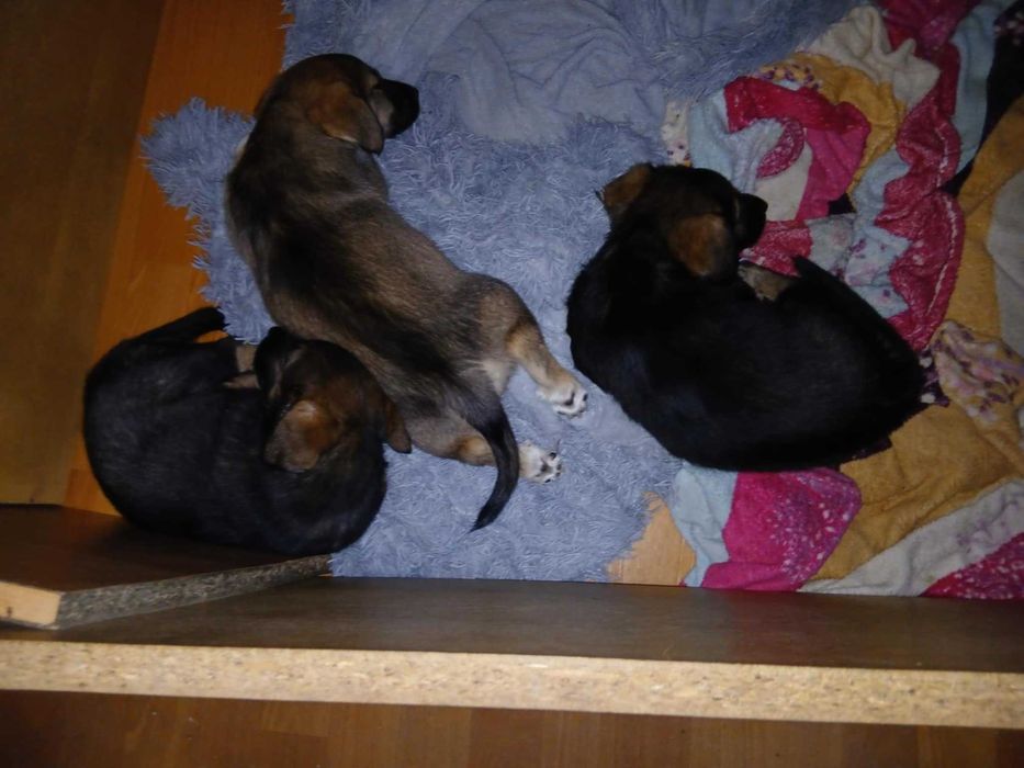 Oddam pieski w dobre rece