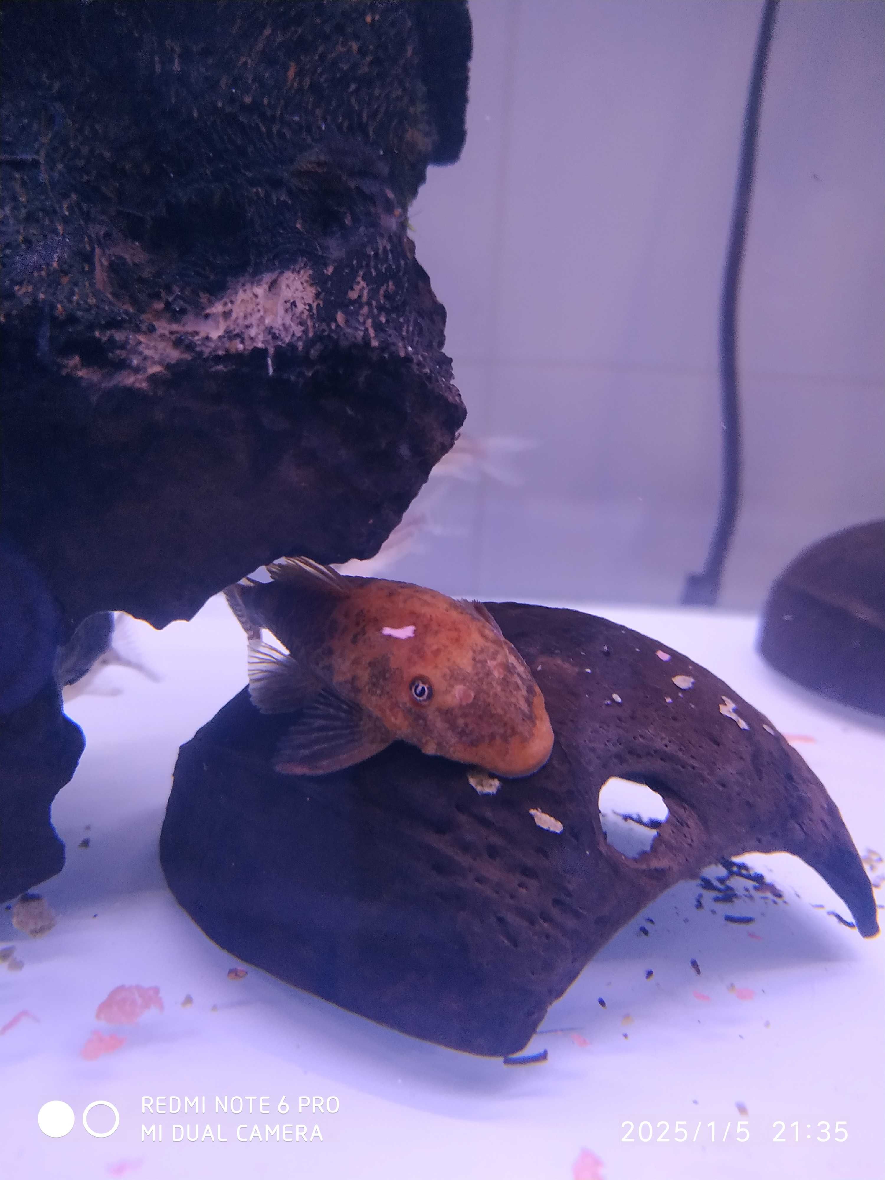 Guppys ,plantas, hypancistrus, corydoras, troncos, ancistru red