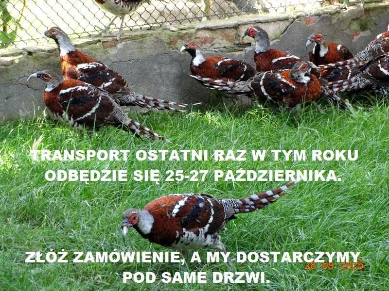 Sprzedam Bażanty Elioty (Bażant) z 2025r. - Samce i Samice