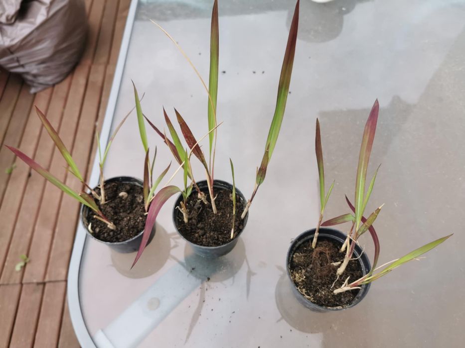 Rojnik murowy 'Red' Sempervivum tectorum albo trawa red balon