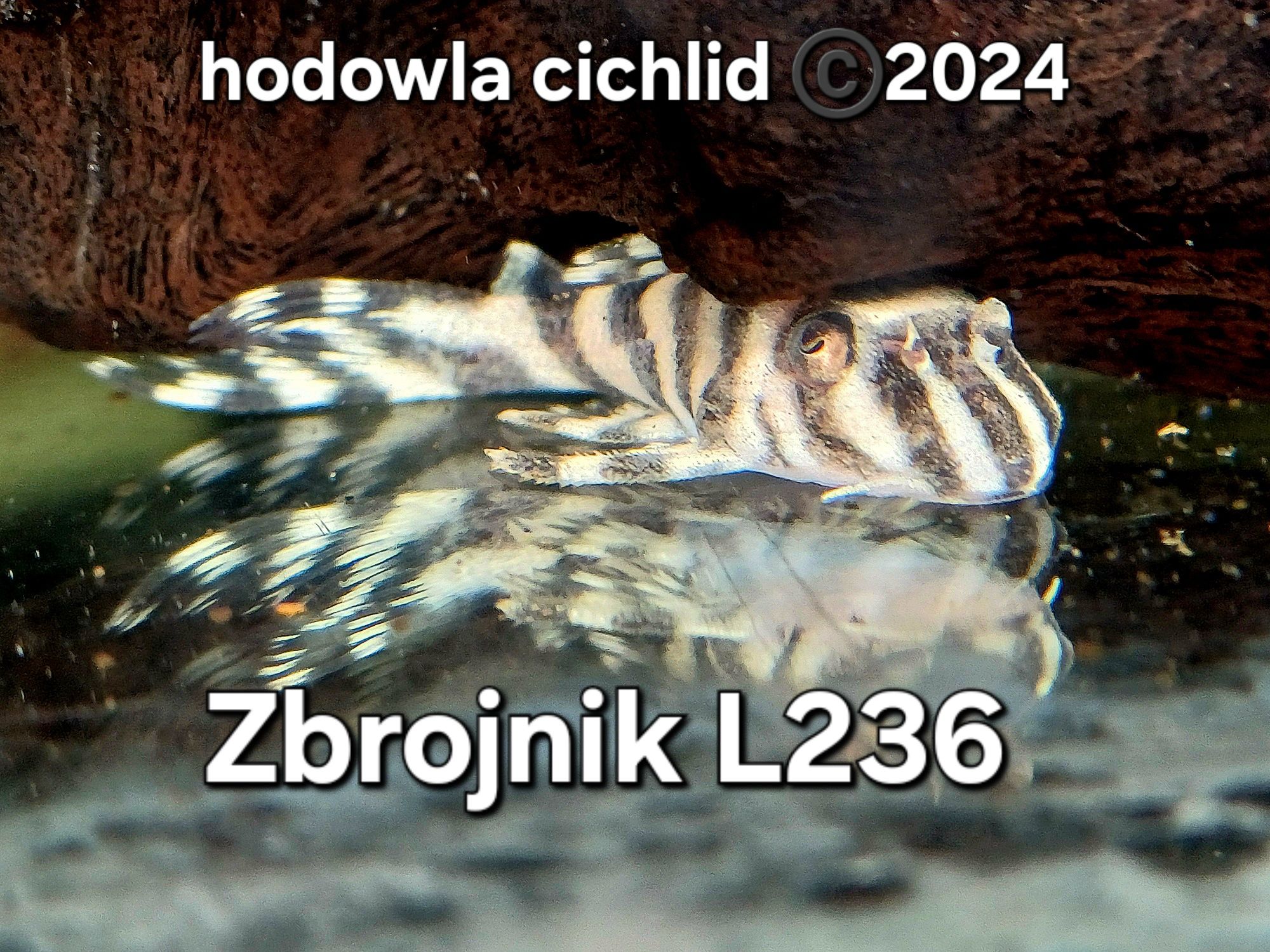 HC Zbrojnik L236 duże