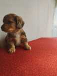 Teckle Merle mini
