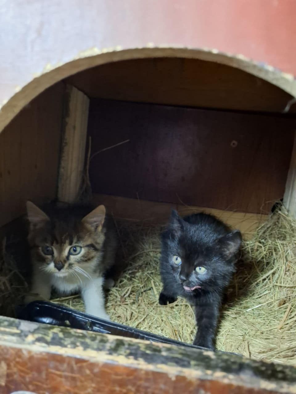 Щенки и котята в добрые руки
