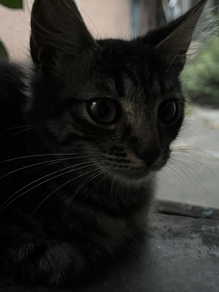 котики в добрі руки