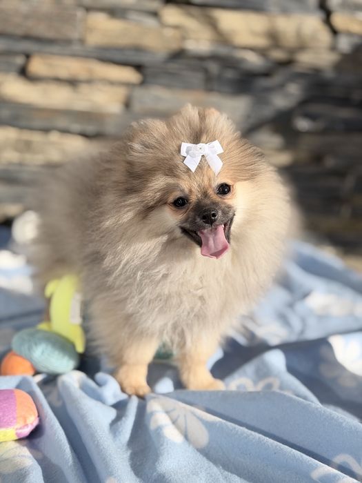 Lulu da Pomerânia menino Micro Miniatura com Lop e Afixo