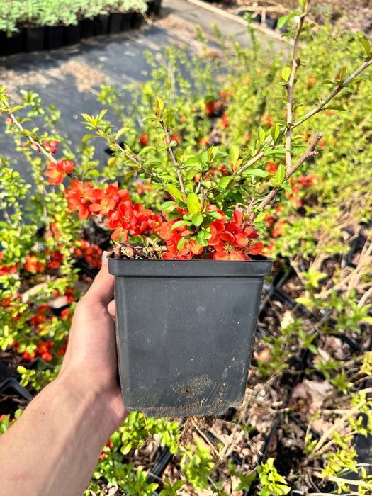 Pigwowiec pośredni 'Clementine' Pomarańczowe kwiaty (Chaenomeles)