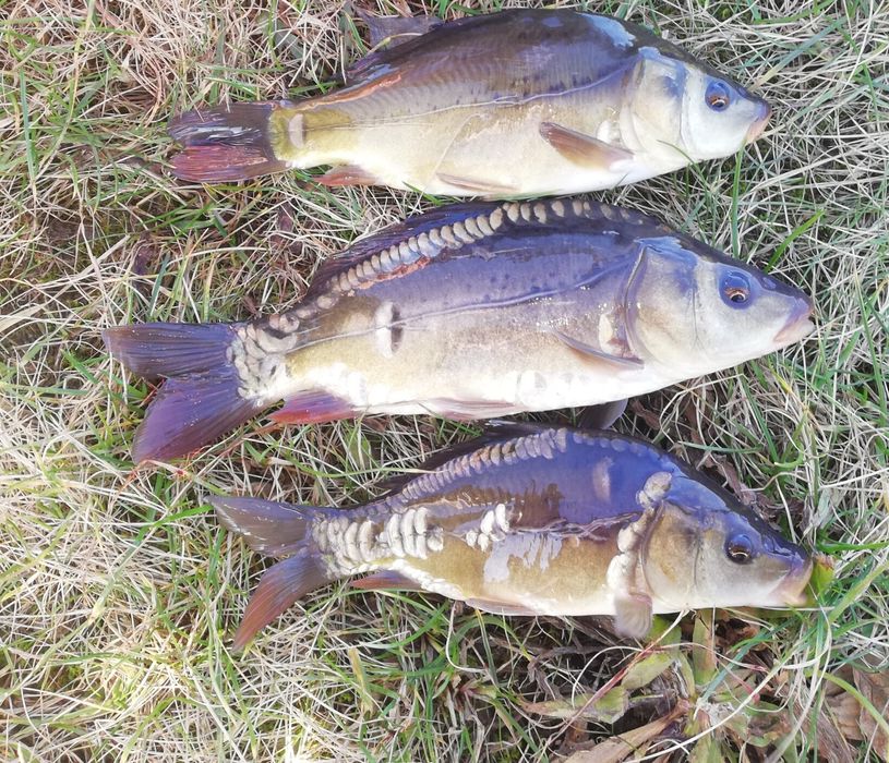 Karp 15-18 cm 8zl szt Detal DOSTĘPNY od ręki